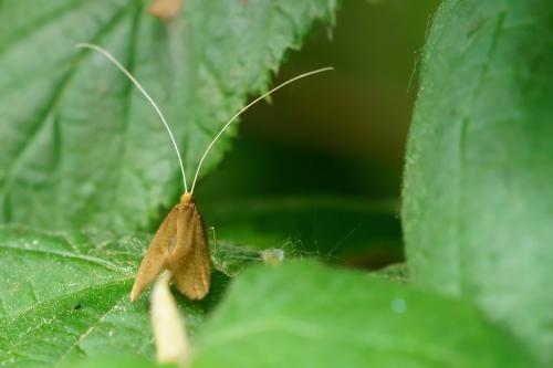 Nematopogon sp.